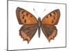 American Copper Butterfly (Lycaena Hypophlaea), Insects-Encyclopaedia Britannica-Mounted Poster