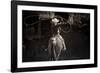 American Cowgirl-Lisa Dearing-Framed Photographic Print