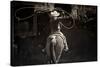 American Cowgirl-Lisa Dearing-Stretched Canvas