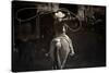 American Cowgirl-Lisa Dearing-Stretched Canvas