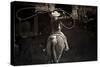 American Cowgirl-Lisa Dearing-Stretched Canvas
