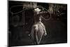 American Cowgirl-Lisa Dearing-Mounted Photographic Print