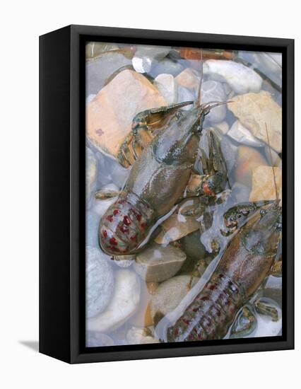 American Crayfish, Two, Gravel-Harald Kroiss-Framed Stretched Canvas