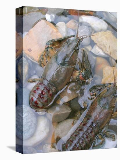 American Crayfish, Two, Gravel-Harald Kroiss-Stretched Canvas