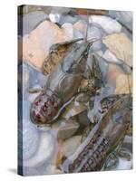 American Crayfish, Two, Gravel-Harald Kroiss-Stretched Canvas