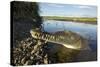 American Crocodile, Costa Rica-Paul Souders-Stretched Canvas