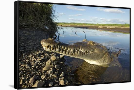 American Crocodile, Costa Rica-Paul Souders-Framed Stretched Canvas