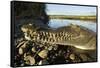 American Crocodile, Costa Rica-Paul Souders-Framed Stretched Canvas