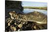 American Crocodile, Costa Rica-Paul Souders-Stretched Canvas