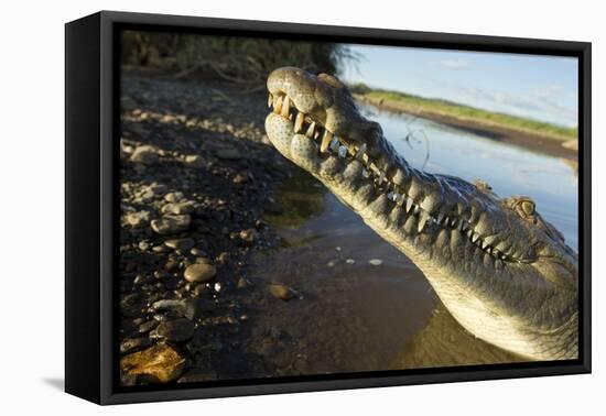 American Crocodile, Costa Rica-Paul Souders-Framed Stretched Canvas