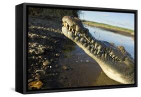 American Crocodile, Costa Rica-Paul Souders-Framed Stretched Canvas