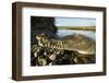 American Crocodile, Costa Rica-Paul Souders-Framed Premium Photographic Print