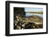 American Crocodile, Costa Rica-Paul Souders-Framed Premium Photographic Print