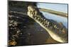 American Crocodile, Costa Rica-Paul Souders-Mounted Premium Photographic Print