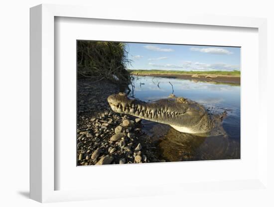 American Crocodile, Costa Rica-Paul Souders-Framed Photographic Print