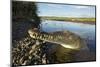 American Crocodile, Costa Rica-Paul Souders-Mounted Photographic Print