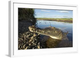 American Crocodile, Costa Rica-Paul Souders-Framed Photographic Print