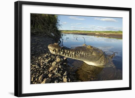 American Crocodile, Costa Rica-Paul Souders-Framed Photographic Print