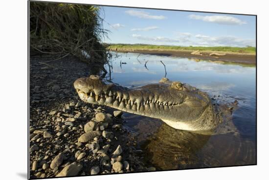 American Crocodile, Costa Rica-Paul Souders-Mounted Photographic Print