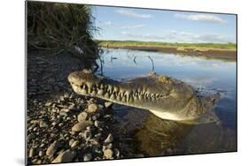 American Crocodile, Costa Rica-Paul Souders-Mounted Photographic Print