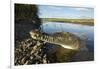 American Crocodile, Costa Rica-Paul Souders-Framed Photographic Print