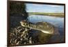 American Crocodile, Costa Rica-Paul Souders-Framed Photographic Print