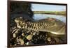 American Crocodile, Costa Rica-Paul Souders-Framed Photographic Print