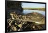 American Crocodile, Costa Rica-Paul Souders-Framed Photographic Print