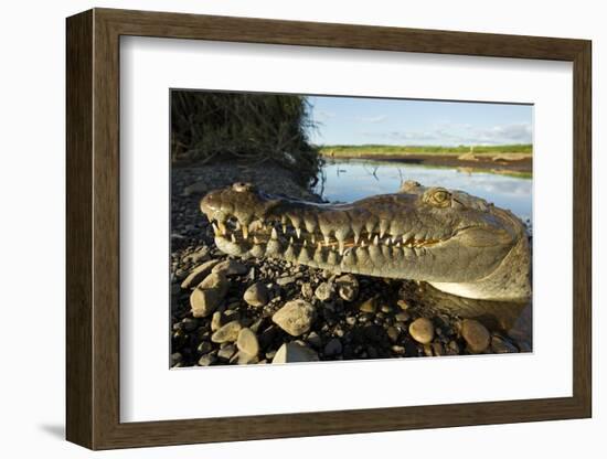 American Crocodile, Costa Rica-Paul Souders-Framed Photographic Print