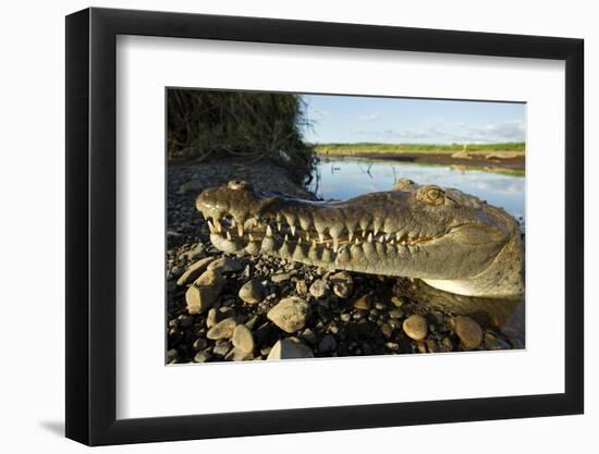 American Crocodile, Costa Rica-Paul Souders-Framed Photographic Print