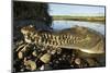 American Crocodile, Costa Rica-Paul Souders-Mounted Photographic Print