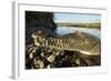 American Crocodile, Costa Rica-Paul Souders-Framed Photographic Print