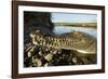 American Crocodile, Costa Rica-Paul Souders-Framed Photographic Print