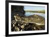 American Crocodile, Costa Rica-Paul Souders-Framed Photographic Print