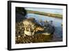 American Crocodile, Costa Rica-null-Framed Photographic Print