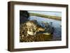 American Crocodile, Costa Rica-null-Framed Photographic Print