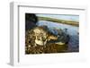 American Crocodile, Costa Rica-null-Framed Photographic Print