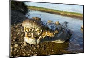 American Crocodile, Costa Rica-null-Mounted Photographic Print