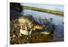 American Crocodile, Costa Rica-null-Framed Photographic Print