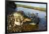 American Crocodile, Costa Rica-null-Framed Photographic Print