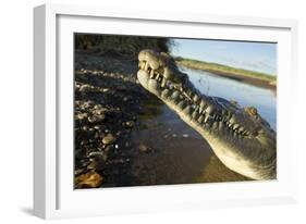 American Crocodile, Costa Rica-Paul Souders-Framed Photographic Print