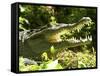 American Crocodile (Crocodylus Acutus) Costa Rica-Andres Morya Hinojosa-Framed Stretched Canvas