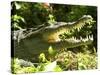 American Crocodile (Crocodylus Acutus) Costa Rica-Andres Morya Hinojosa-Stretched Canvas