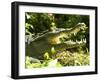 American Crocodile (Crocodylus Acutus) Costa Rica-Andres Morya Hinojosa-Framed Premium Photographic Print