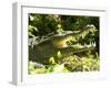 American Crocodile (Crocodylus Acutus) Costa Rica-Andres Morya Hinojosa-Framed Premium Photographic Print