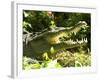 American Crocodile (Crocodylus Acutus) Costa Rica-Andres Morya Hinojosa-Framed Photographic Print