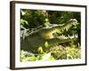 American Crocodile (Crocodylus Acutus) Costa Rica-Andres Morya Hinojosa-Framed Photographic Print