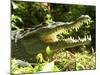 American Crocodile (Crocodylus Acutus) Costa Rica-Andres Morya Hinojosa-Mounted Photographic Print