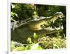 American Crocodile (Crocodylus Acutus) Costa Rica-Andres Morya Hinojosa-Framed Photographic Print