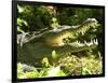 American Crocodile (Crocodylus Acutus) Costa Rica-Andres Morya Hinojosa-Framed Photographic Print